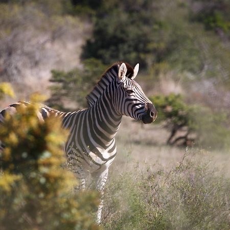 Bukela Game Lodge - Amakhala Game Reserve Bagian luar foto