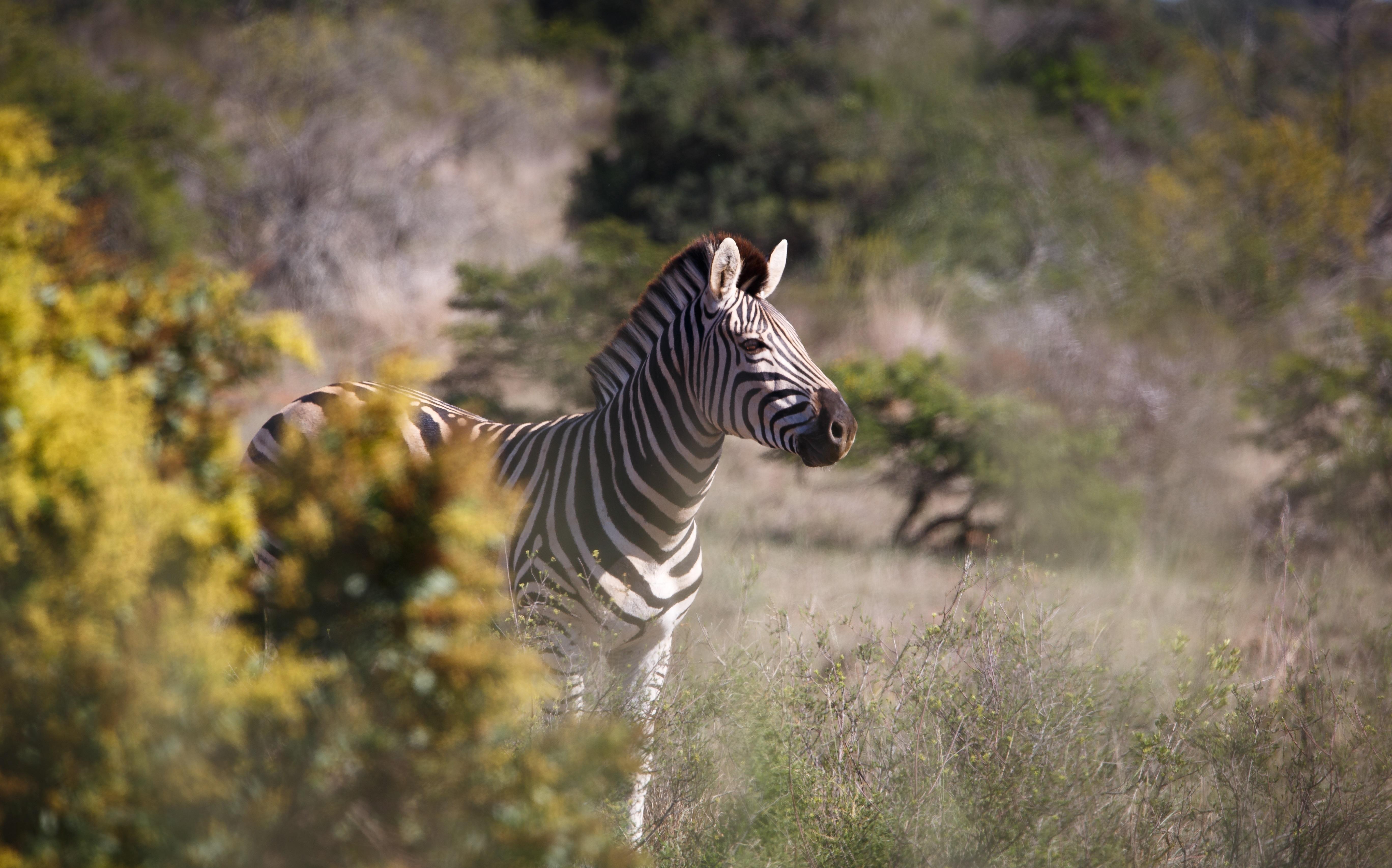 Bukela Game Lodge - Amakhala Game Reserve Bagian luar foto
