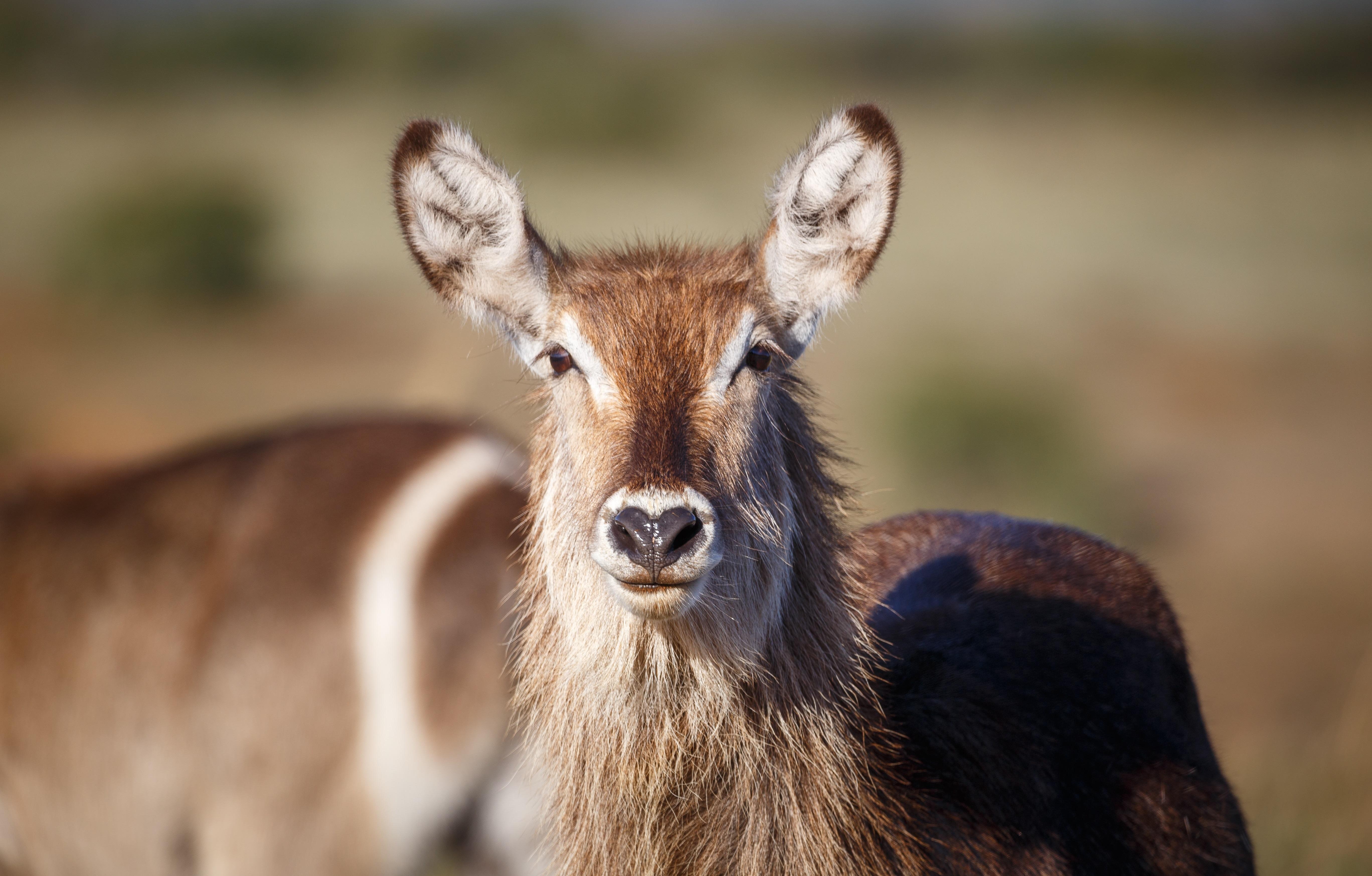 Bukela Game Lodge - Amakhala Game Reserve Bagian luar foto