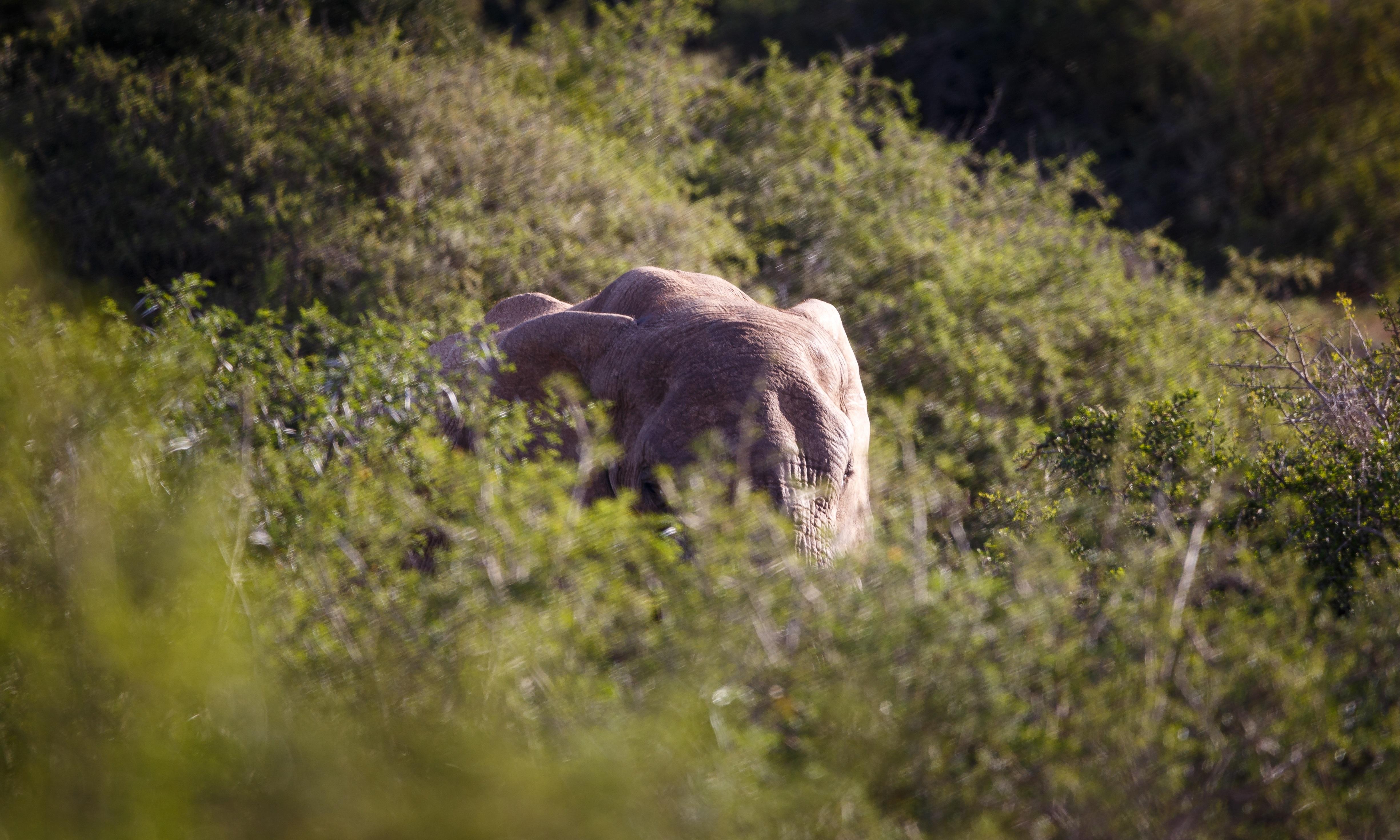 Bukela Game Lodge - Amakhala Game Reserve Bagian luar foto
