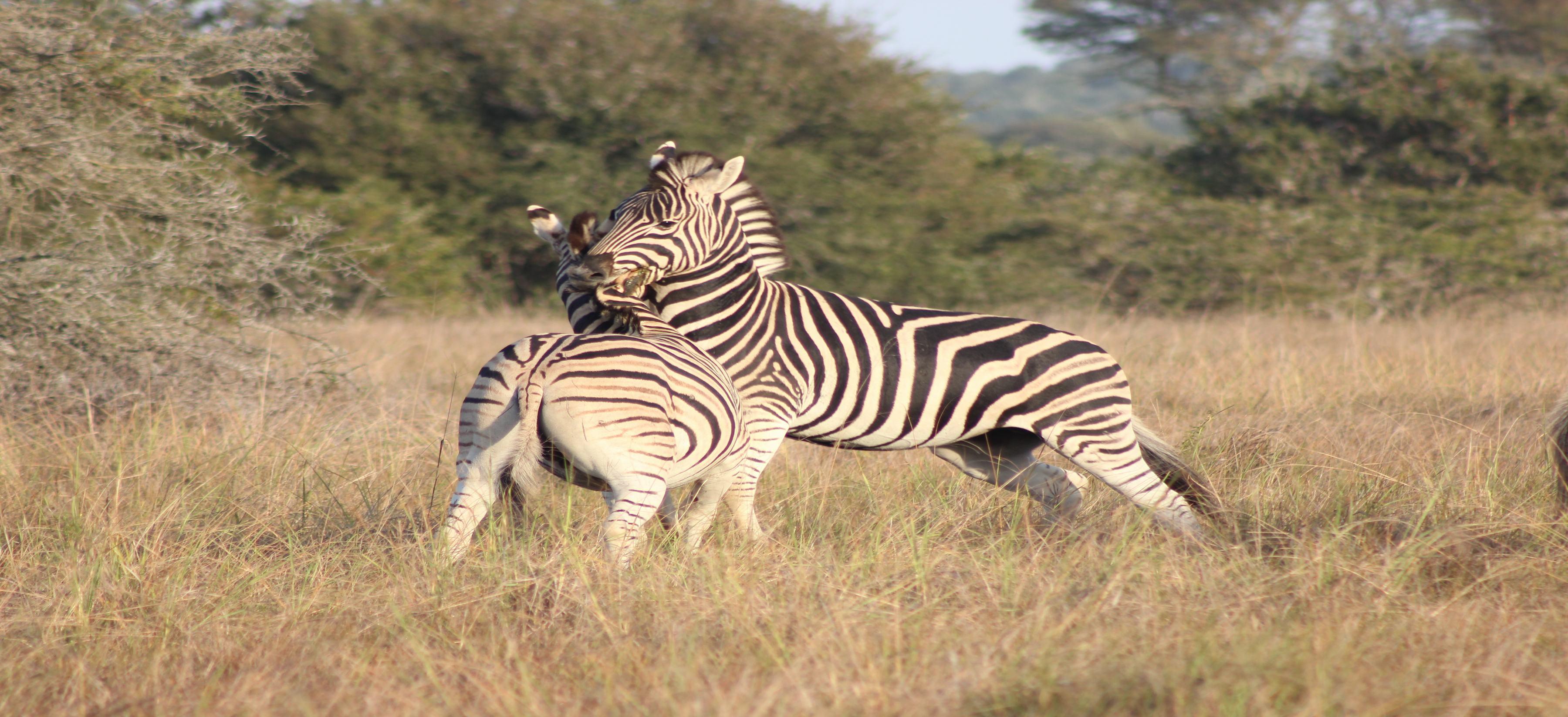 Bukela Game Lodge - Amakhala Game Reserve Bagian luar foto