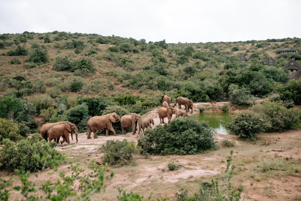 Bukela Game Lodge - Amakhala Game Reserve Bagian luar foto