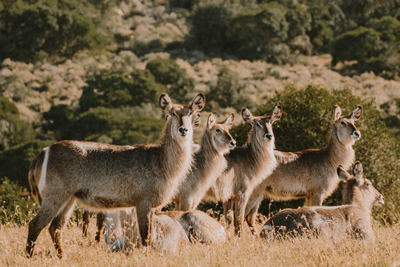Bukela Game Lodge - Amakhala Game Reserve Bagian luar foto