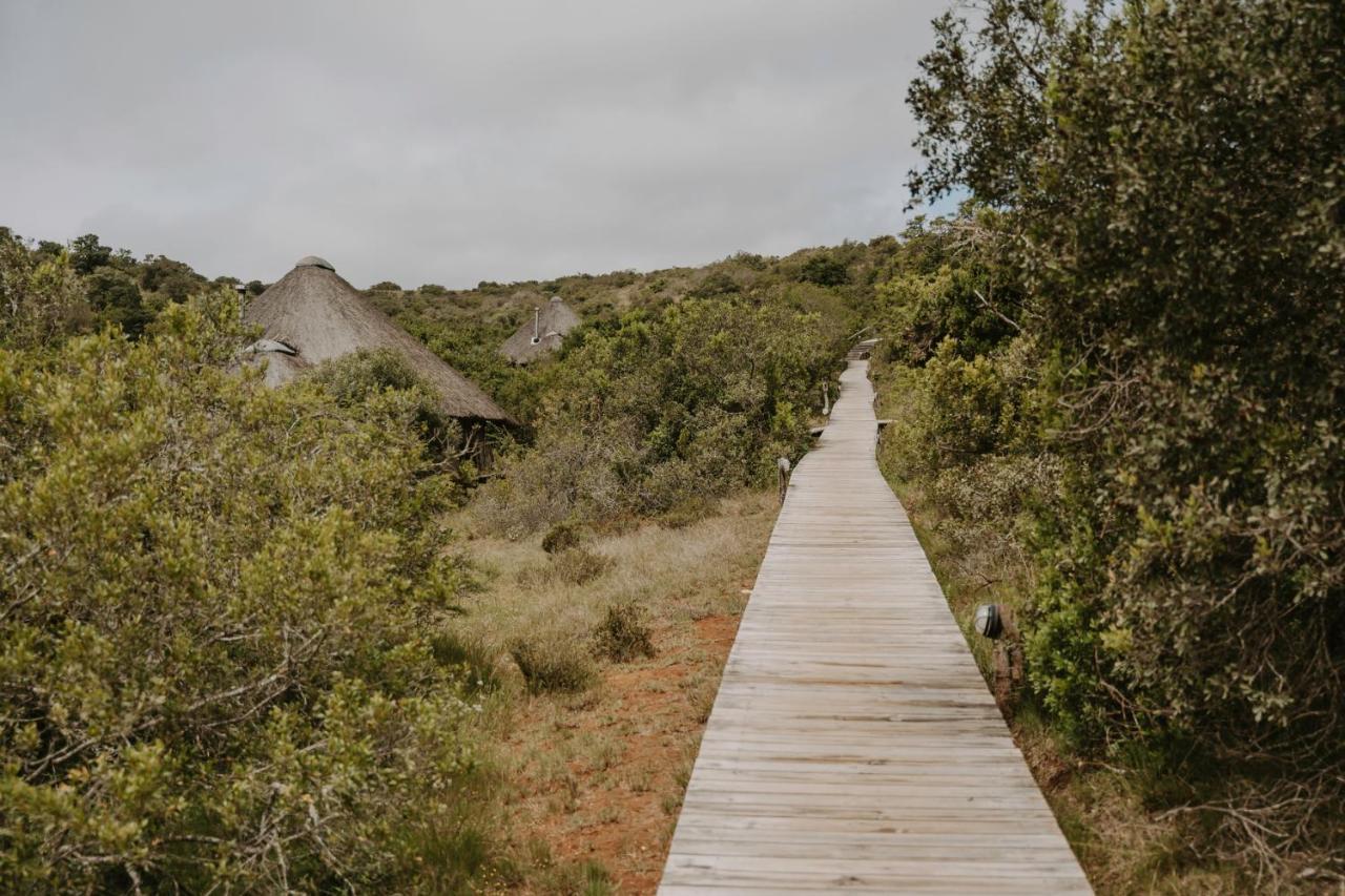 Bukela Game Lodge - Amakhala Game Reserve Bagian luar foto
