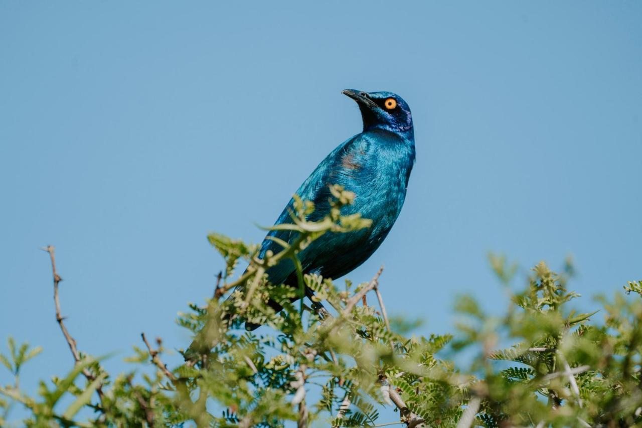 Bukela Game Lodge - Amakhala Game Reserve Bagian luar foto