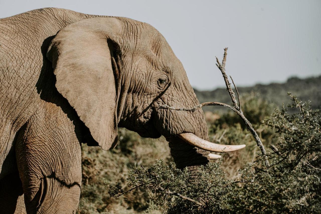 Bukela Game Lodge - Amakhala Game Reserve Bagian luar foto