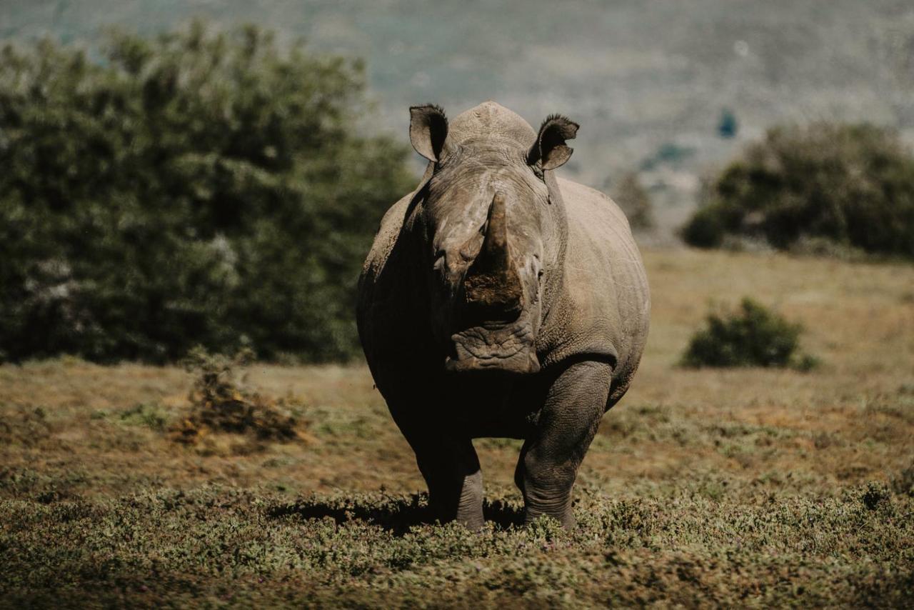 Bukela Game Lodge - Amakhala Game Reserve Bagian luar foto