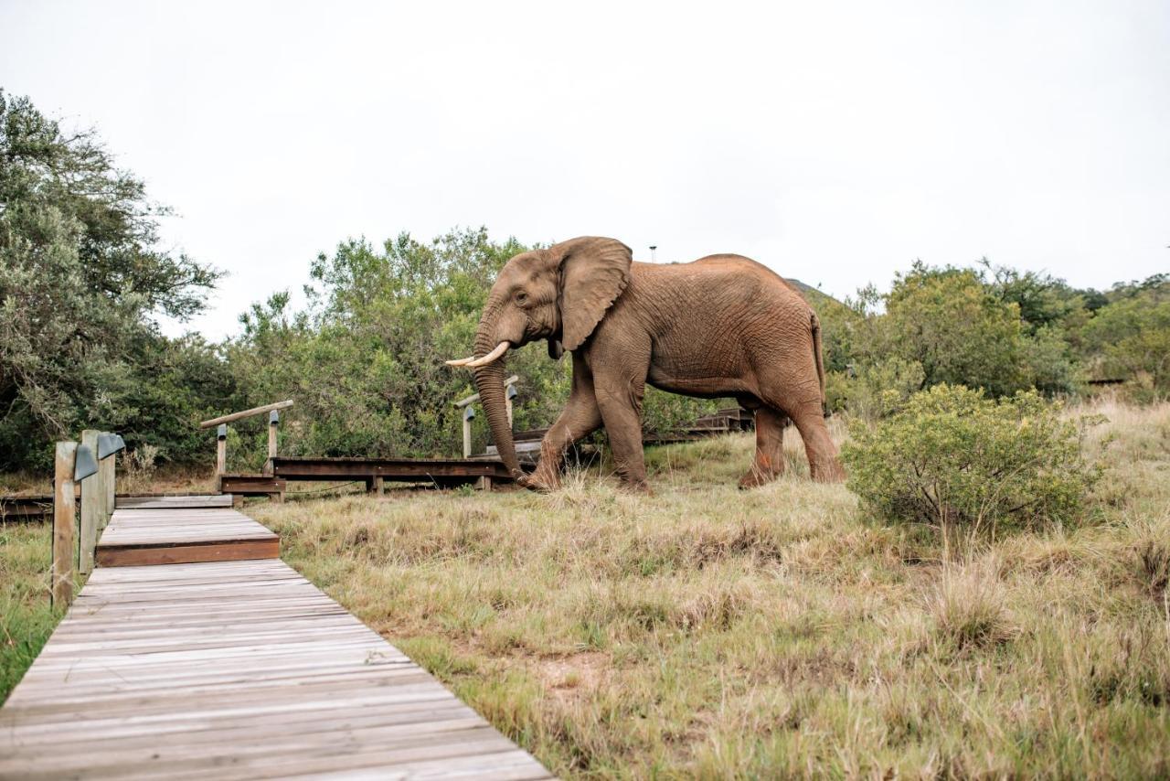 Bukela Game Lodge - Amakhala Game Reserve Bagian luar foto