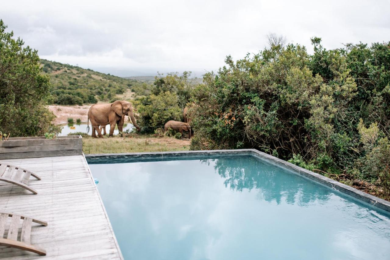 Bukela Game Lodge - Amakhala Game Reserve Bagian luar foto