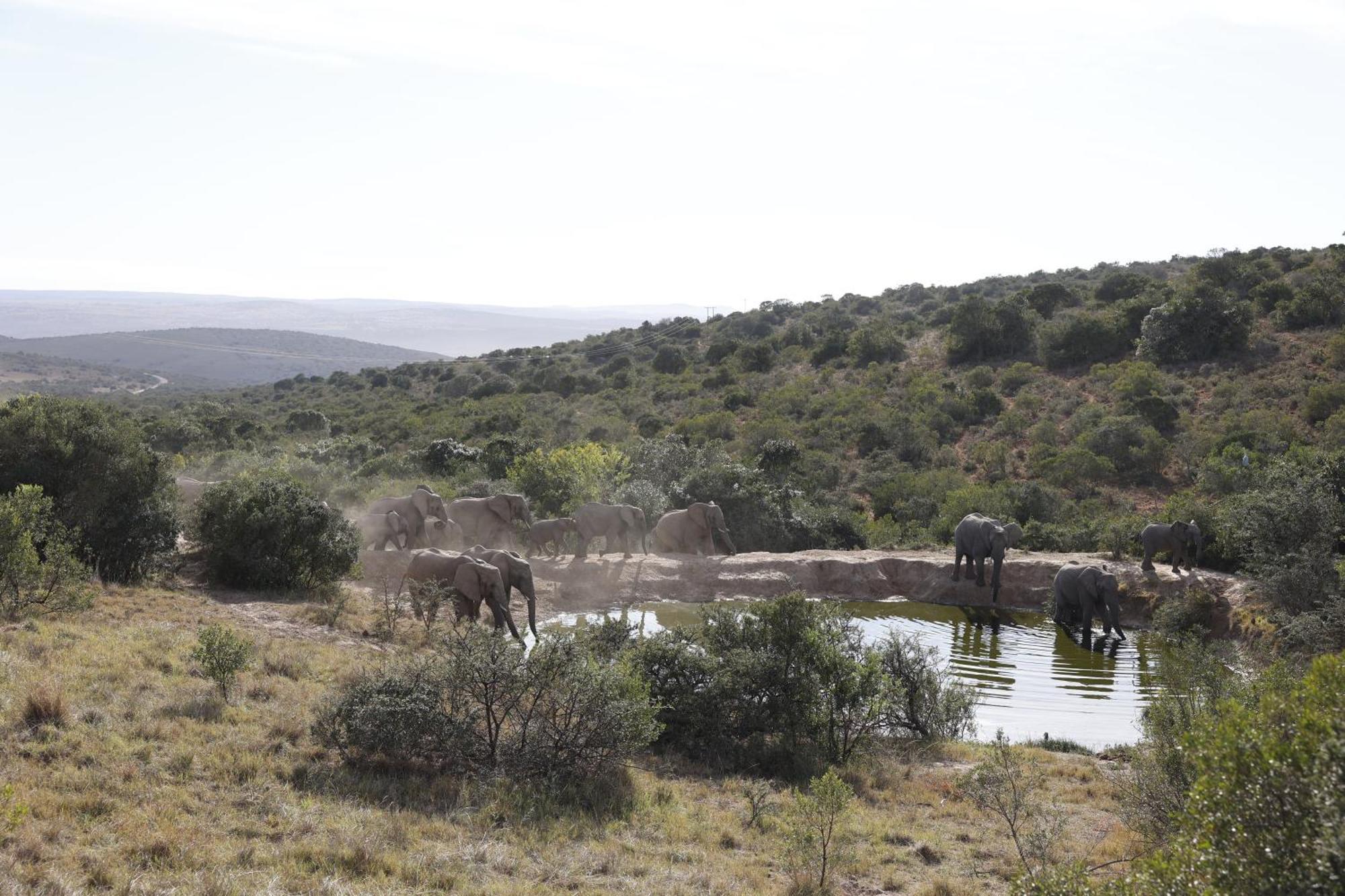 Bukela Game Lodge - Amakhala Game Reserve Bagian luar foto