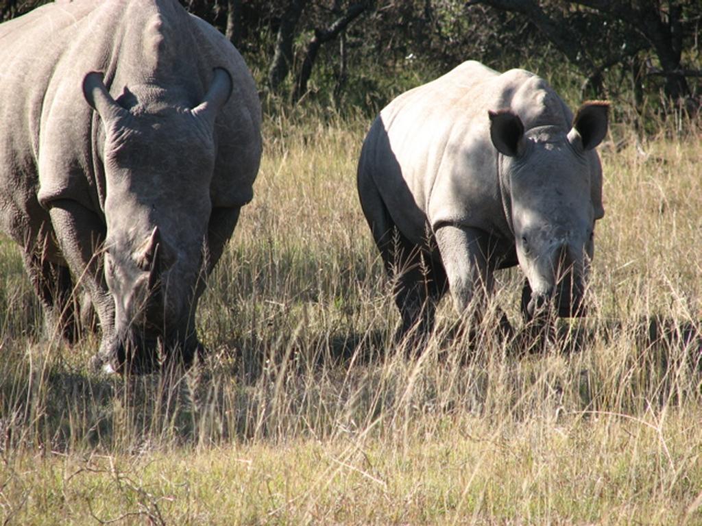 Bukela Game Lodge - Amakhala Game Reserve Bagian luar foto