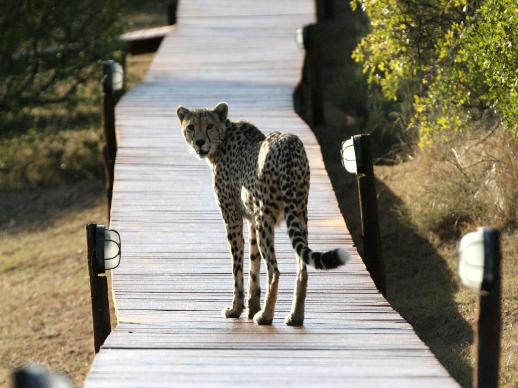Bukela Game Lodge - Amakhala Game Reserve Bagian luar foto