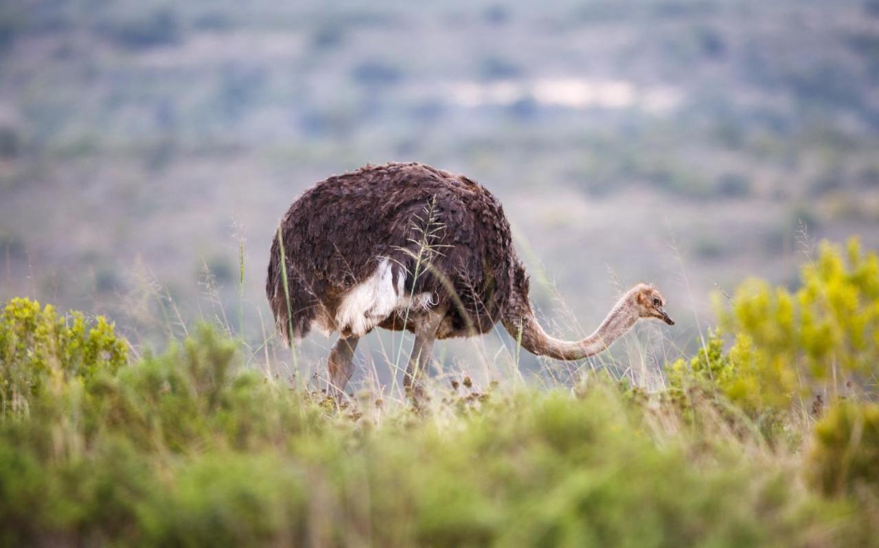 Bukela Game Lodge - Amakhala Game Reserve Bagian luar foto