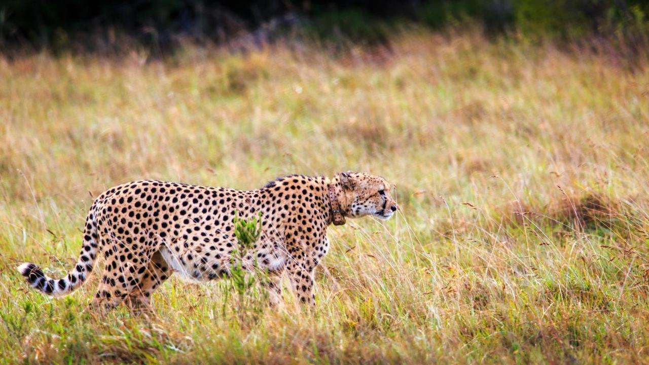 Bukela Game Lodge - Amakhala Game Reserve Bagian luar foto