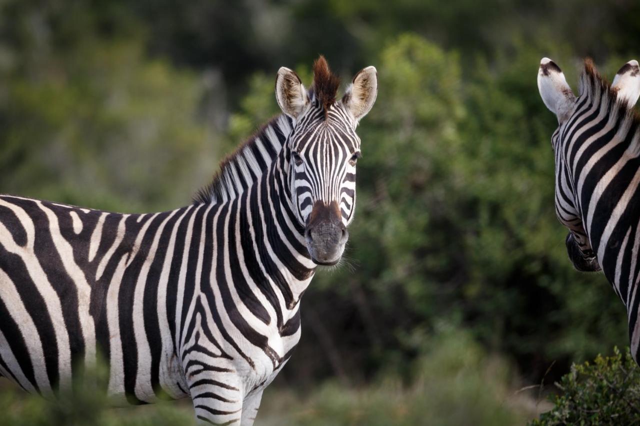 Bukela Game Lodge - Amakhala Game Reserve Bagian luar foto